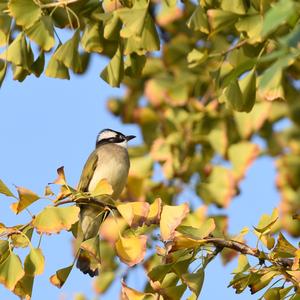 Light-vented Bulbul