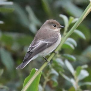 European Pied Flycatcher