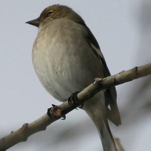 Eurasian Chaffinch