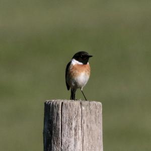 European stonechat