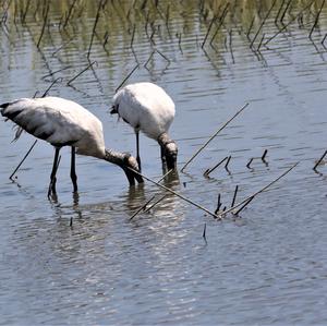 Wood Stork