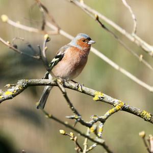 Eurasian Chaffinch