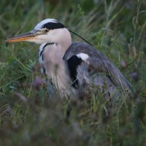 Grey Heron