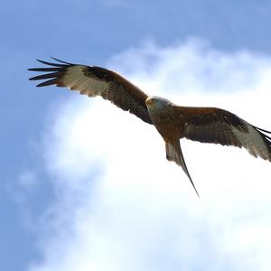 Red Kite