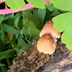 Golden Pholiota