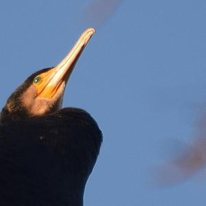 Kormoran