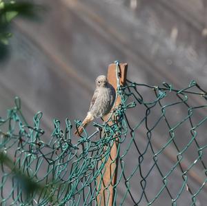 Black Redstart