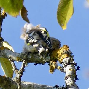 European Goldfinch