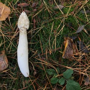 Stinkhorn, Common