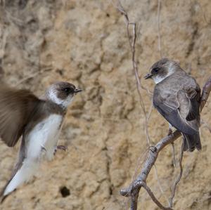 Sand Martin