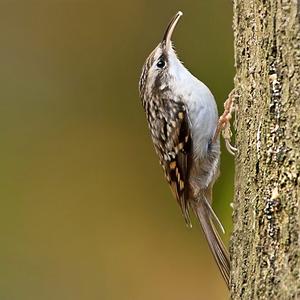 Short-toed Treecreeper