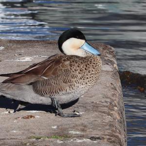 Puna Teal