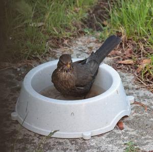 Eurasian Blackbird