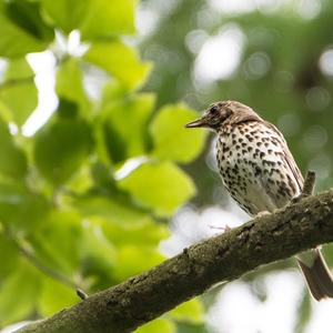 Song Thrush