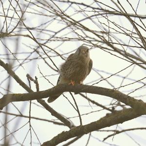 Common Kestrel