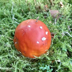 Fly Agaric