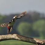 Great Spotted Woodpecker