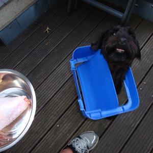 Standard Schnauzer