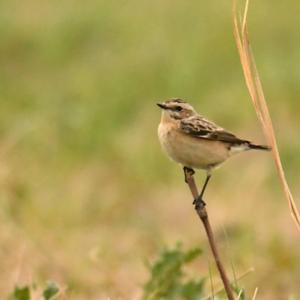 Whinchat