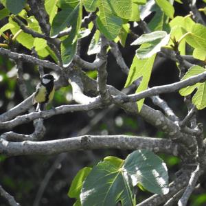 Great Tit