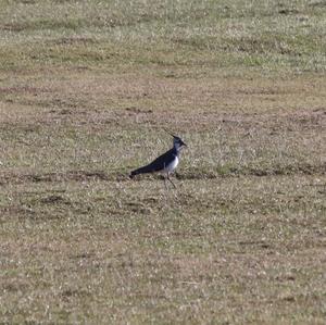 Northern Lapwing