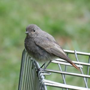 Black Redstart