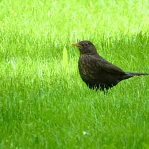 Eurasian Blackbird