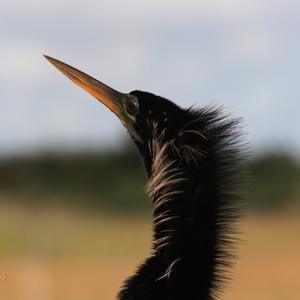 Amerikanischer Schlangenhalsvogel