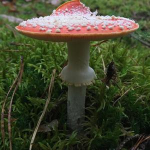 Fly Agaric