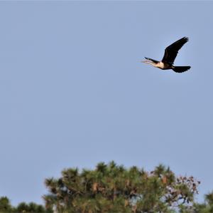 Amerikanischer Schlangenhalsvogel