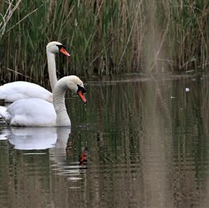 Mute Swan