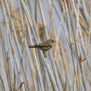 Common Chiffchaff