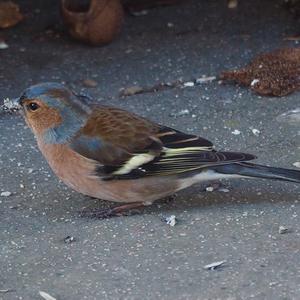 Eurasian Chaffinch