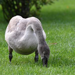 Mute Swan