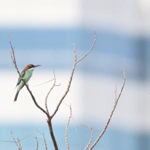 Blue-throated Bee-eater