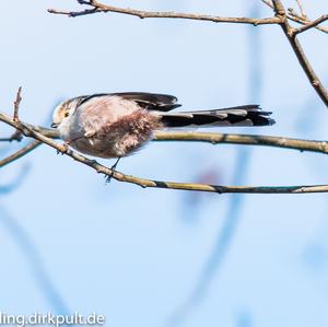 Long-tailed Tit