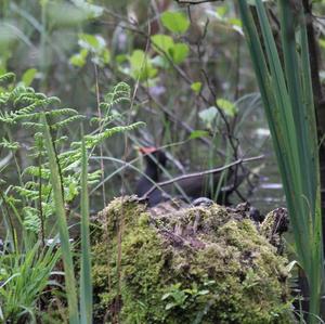 Common Moorhen