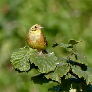 Yellowhammer