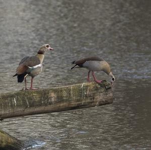 Egyptian Goose