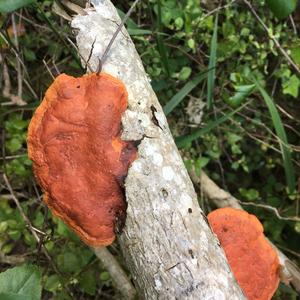 Cinnabar-red Polypore
