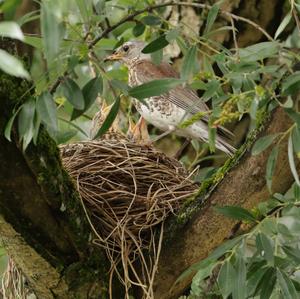 Fieldfare