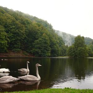 Whooper Swan