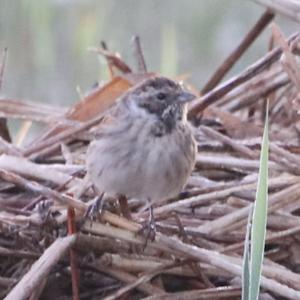 Reed Bunting