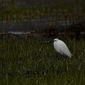 Little Egret