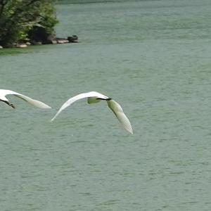 Little Egret