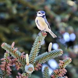 Blue Tit