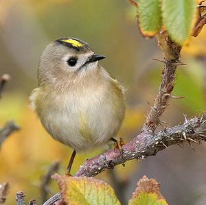 Goldcrest