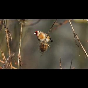 European Goldfinch