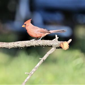 Northern Cardinal