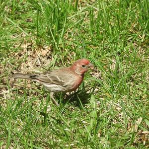 House Finch